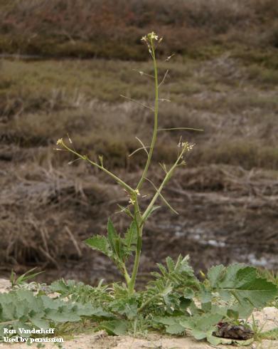 Flowering Sahara mustard, <i>Brassica tournefortii</i>.