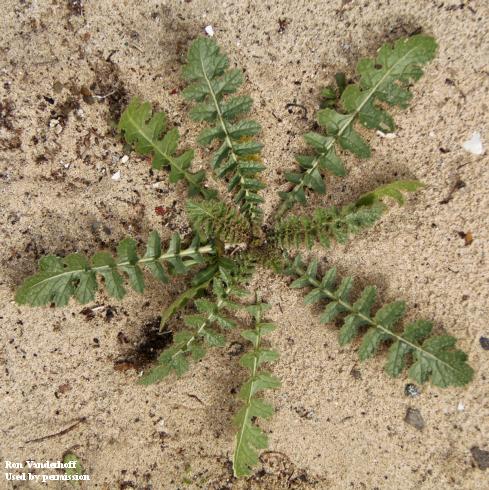 Basal rosette of Sahara mustard.