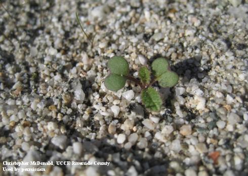 Sahara mustard cotyledons and first true leaves. Other mustards will look similar when they first germinate.