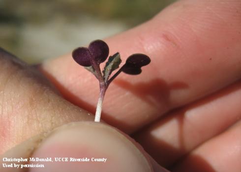 Seedling of Sahara mustard, <i>Brassica tournefortii</i>, showing purple color of underside.