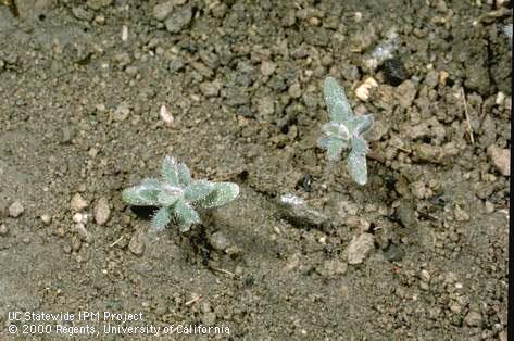 Seedling of fivehook bassia.