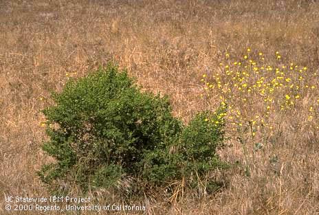 Mature coyote brush, <I>Baccharis pilularis.</I>.