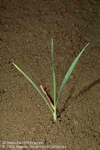 Seedling of ripgut brome, <I>Bromus diandrus,</I> at the three-leaf stage. 