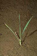 Ripgut brome seedling