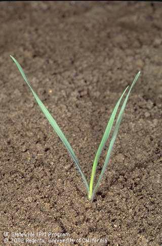 Seedling of downy brome (cheatgrass), <I>Bromus tectorum,</I> at the three-leaf stage. 