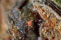 Newly hatched brown mite.