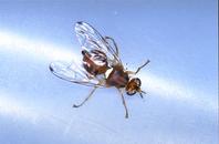 Olive fruit fly adult