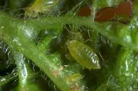 Photo of leaf curl plum aphid 