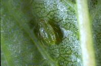 Leaf curl plum aphid adult with wing pads. 
