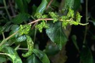 Curling and distortion of foliage caused by leaf curl plum aphids.