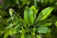 Plum leaves damaged by leaf curl plum aphid infestation. 
