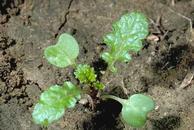 Mustard seedling.