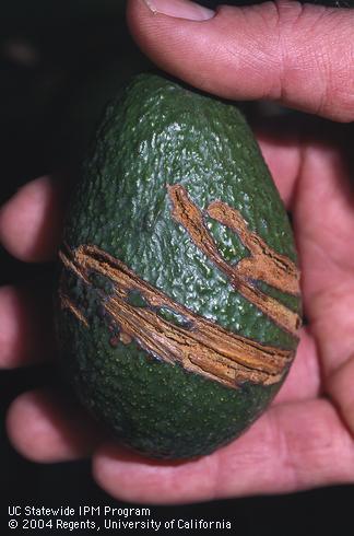 Chain saw pruning injury to an avocado fruit.  