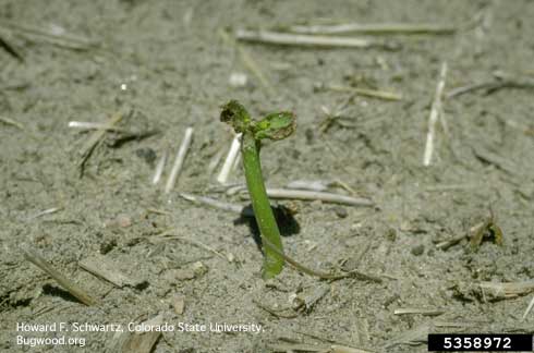 Baldhead in dry bean seedlings, resulting from crusting of soil.