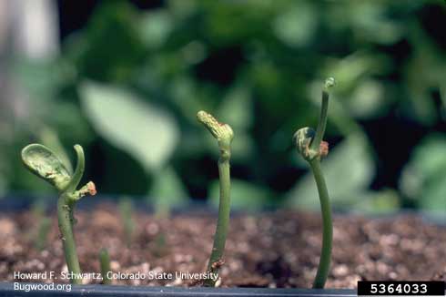 Baldhead in dry bean seedlings, caused by mechanical damage to the growing points of the seedlings.