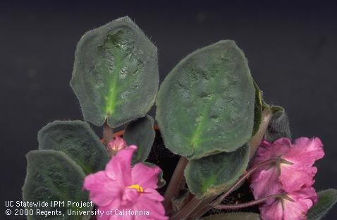 Leaf necrosis on African violet caused by chilling.