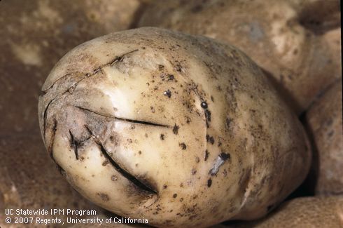 Tuber damaged by cultural practices (shatter bruise).