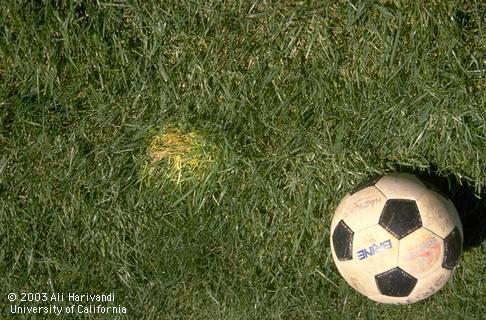 Dead patch of turfgrass from an item left on the lawn.  