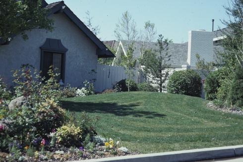 Turf damaged by uneven application of fertilizer.  