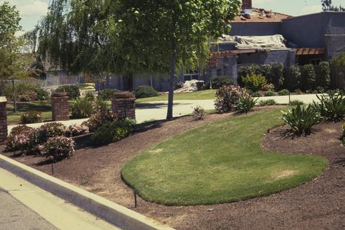 Discolored areas of turfgrass damaged by mowing on an uneven surface. 