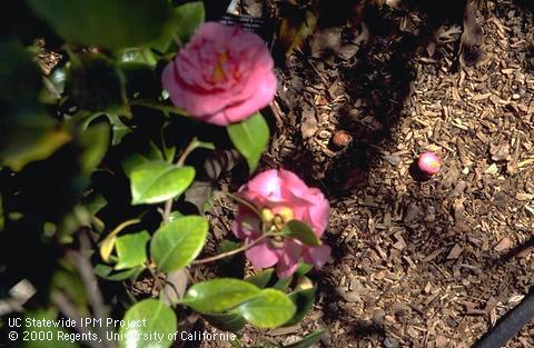 Flower buds dropped prematurely onto mulch beneath stressed Camellia.