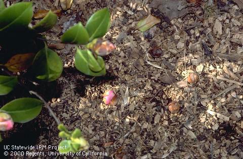 Flower buds dropped prematurely onto mulch beneath stressed Camellia.