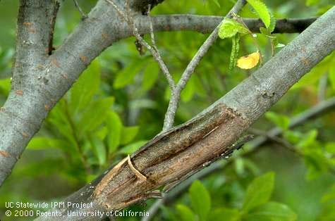 Branch canker caused by a physical injury.