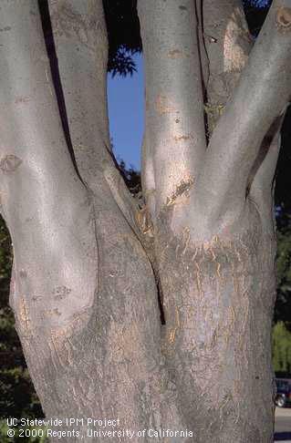 Improper pruning when this ash tree was young caused it to develop included bark and poor limb structure. This tree may be hazardous and pose a risk of limb failure (drop).