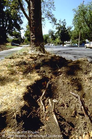 Trenching damage to the roots of a tree growing alongside a suburban street.