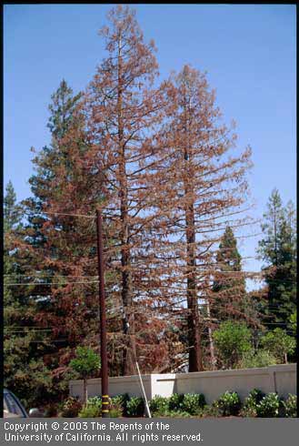 Mechanical injury to roots killed these coast redwood, <i>Sequoia sempervirens,</i> trees. Roots were cut to construct the perimeter wall (photo bottom) and build a new house (partially visible behind the dead trees).