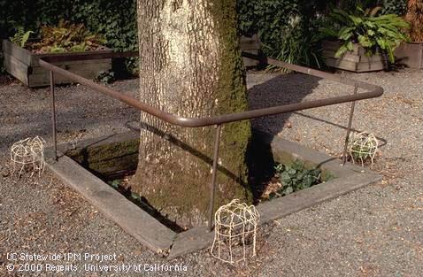 A tree well installed around a trunk to prevent covering of the root crown. To raise the grade around this established tree, soil was placed on top the root zone.