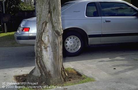 Trunk damage.