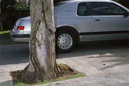 Large canker on trunk.