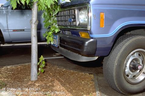 Trunk damage.