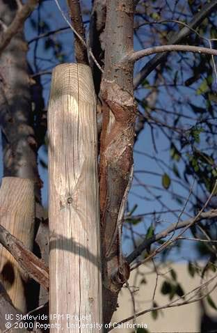 Trunk damage.