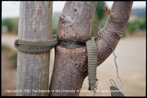 Mechanical injury to the trunk of a young tree. A planting stake tie that was installed too tighly and left on too long, girdling the trunk.