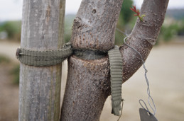 Trunk girdled by a tie