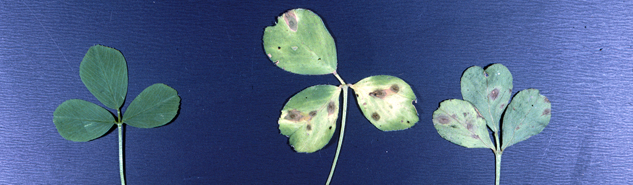 Foliar spot symptoms on alfalfa due to summer black stem, caused by Cercospora medicaginis.