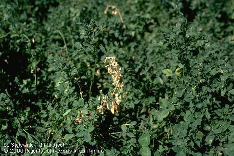 Stem damaged by southern anthracnose.