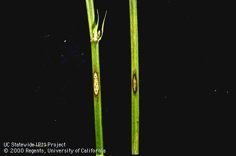 Stem damaged by southern anthracnose.