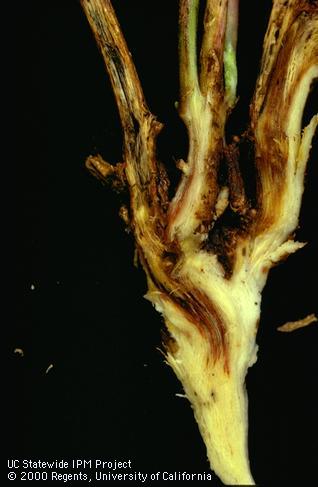 Stem damaged by southern anthracnose.