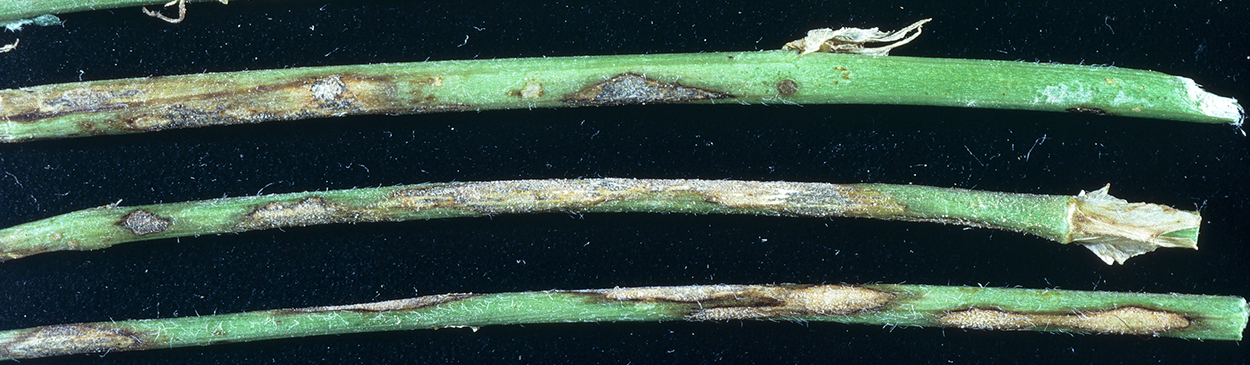 Irregularly shaped lesions with black fruiting bodies (acervuli) of anthracnose, Colletotrichum trifolii, on alfalfa stems.