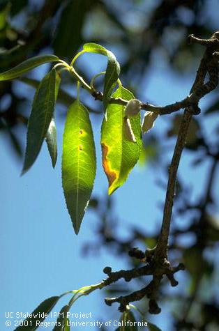 Small, mummified almond fruit and lesions leaves caused by anthracnose.