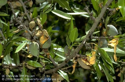 Twig dieback, dead leaves, and mummified fruit caused by anthracnose.