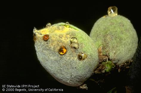 Anthracnose lesions with a zonate pattern on a full-grown almond fruit.