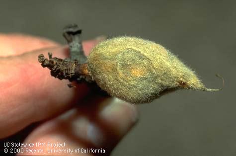 An anthracnose lesion with orange sporulation on a mummified almond.