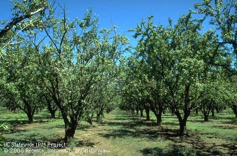 Anthracnose causing shoot dieback and defoliation on almond (left).