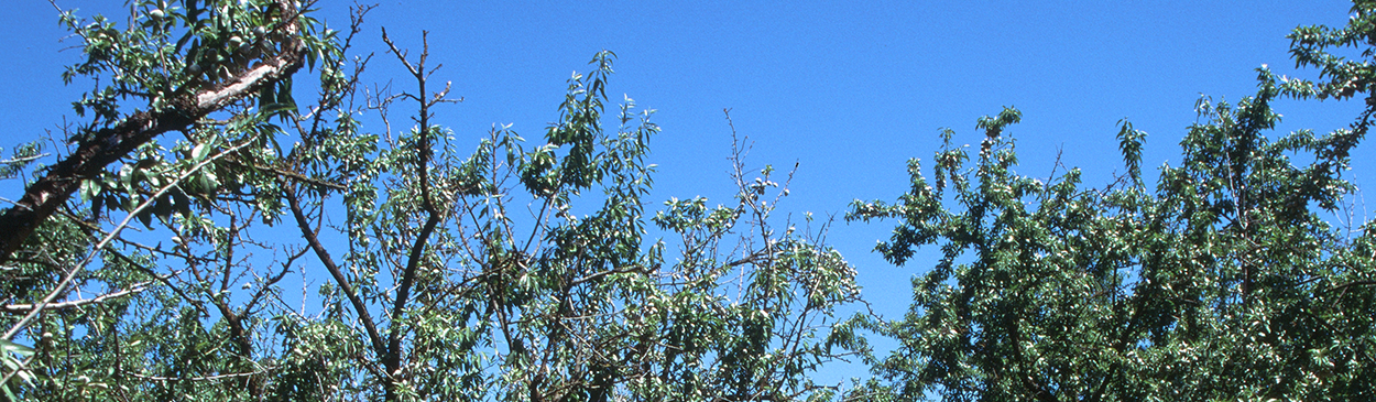 Anthracnose causing shoot dieback and defoliation on almond (left).