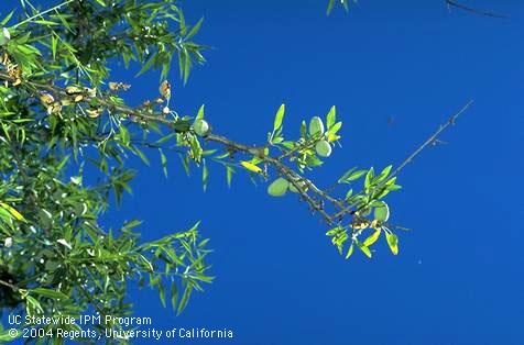 Almond shoot dieback, dead leaves, and fruit symptoms from anthracnose.