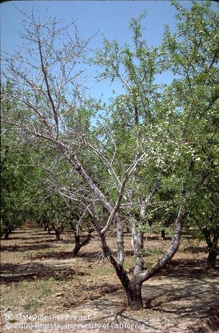 Field symptoms of Ceratocystis canker.